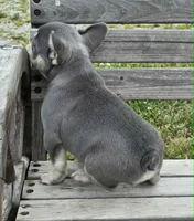 Lilac & tan Cobalt , a male French Bulldog for sale in Carthage, MO – 5 of 9