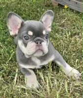 Lilac & tan Cobalt , a male French Bulldog for sale in Carthage, MO – 6 of 9