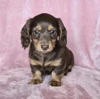 **pending** AKC Jenny Choc/Tn LH, a female Miniature Dachshund for sale in Carthage, MO – 4 of 6