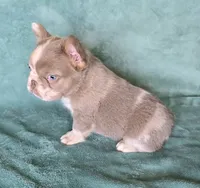 Reduced Amazing merle boy, a male French Bulldog for sale in Carthage, MO – 3 of 4