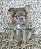 Stunning isabella fluffy girl, a female French Bulldog for sale in Carthage, MO – 1 of 2