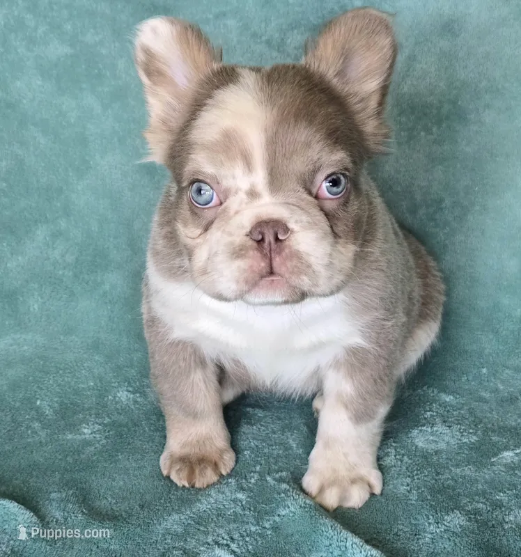 Amazing merle boy – French Bulldog puppy for sale in Carthage, MO