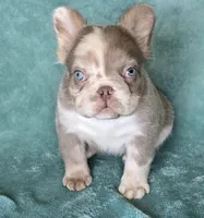 Reduced Amazing merle boy, a male French Bulldog for sale in Carthage, MO – 1 of 4