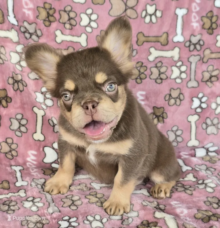 Penny rojo fluffy  – French Bulldog puppy for sale in Carthage, MO