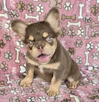 Penny rojo fluffy , a female French Bulldog for sale in Carthage, MO – 1 of 1