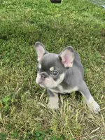Lilac & tan Cobalt , a male French Bulldog for sale in Carthage, MO – 9 of 9