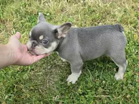 Lilac & tan Cobalt , a male French Bulldog for sale in Carthage, MO – 7 of 9