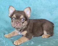 Super chocolate fluffy, a male French Bulldog for sale in Carthage, MO – 3 of 3