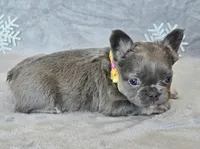 AKC Camille fluffy, a female French Bulldog for sale in Carthage, MO – Photo 5 of 8