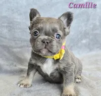 AKC Camille fluffy, a female French Bulldog for sale in Carthage, MO – Photo 6 of 8