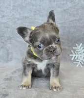 AKC Camille fluffy, a female French Bulldog for sale in Carthage, MO – Photo 1 of 8