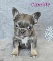 AKC Camille fluffy, a female French Bulldog for sale in Carthage, MO – Photo 3 of 8