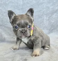 AKC Camille fluffy, a female French Bulldog for sale in Carthage, MO – Photo 4 of 8