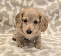 AKC Biscuit LH, a male Miniature Dachshund for sale in Carthage, MO – Photo 3 of 8