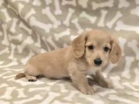 AKC Biscuit LH, a male Miniature Dachshund for sale in Carthage, MO – Photo 4 of 8