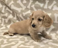 AKC Biscuit LH, a male Miniature Dachshund for sale in Carthage, MO – Photo 2 of 8