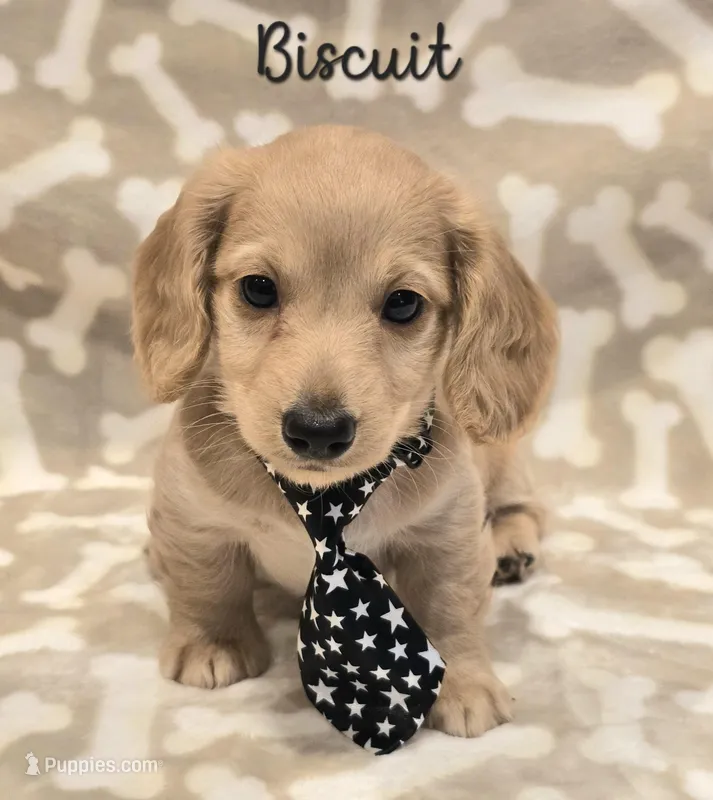 AKC Biscuit LH – Miniature Dachshund puppy for sale in Carthage, MO