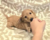 AKC Milo LH, a male Miniature Dachshund for sale in Carthage, MO – Photo 4 of 9