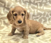 AKC Milo LH, a male Miniature Dachshund for sale in Carthage, MO – Photo 7 of 9