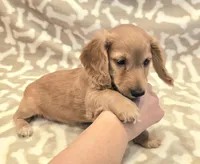 AKC Milo LH, a male Miniature Dachshund for sale in Carthage, MO – Photo 5 of 9
