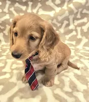 AKC Milo LH, a male Miniature Dachshund for sale in Carthage, MO – Photo 3 of 9