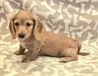 AKC Milo LH, a male Miniature Dachshund for sale in Carthage, MO – Photo 6 of 9