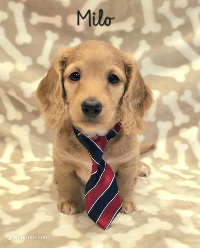 AKC Milo LH – Miniature Dachshund puppy for sale in Carthage, MO