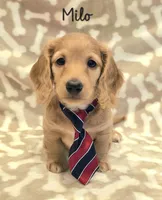 AKC Milo LH, a male Miniature Dachshund for sale in Carthage, MO – Photo 1 of 9