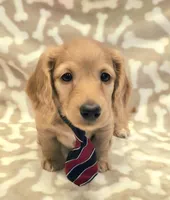 AKC Milo LH, a male Miniature Dachshund for sale in Carthage, MO – Photo 2 of 9