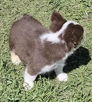 S'mores rojo panda/husky AKC, a male French Bulldog for sale in Carthage, MO – Photo 4 of 4