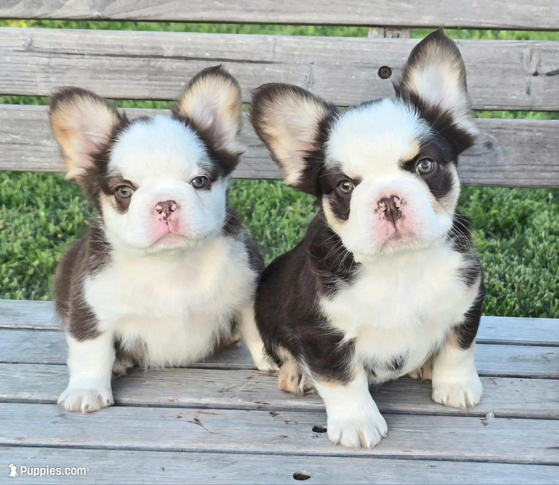 S'mores rojo panda/husky AKC, a male French Bulldog for sale in Carthage, MO – Photo 2 of 4