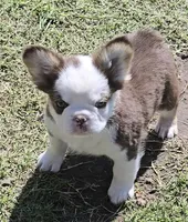 S'mores rojo panda/husky AKC, a male French Bulldog for sale in Carthage, MO – Photo 3 of 4