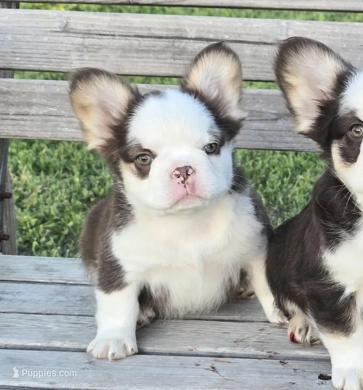 S'mores rojo panda/husky AKC – French Bulldog puppy for sale in Carthage, MO