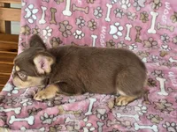 Penny rojo fluffy , a female French Bulldog for sale in Carthage, MO – 2 of 7