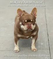 Penny rojo fluffy , a female French Bulldog for sale in Carthage, MO – 6 of 7
