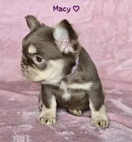 Macy fluffy pet, a female French Bulldog for sale in Carthage, MO – Photo 4 of 5