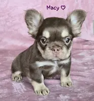 Macy fluffy pet, a female French Bulldog for sale in Carthage, MO – Photo 1 of 5