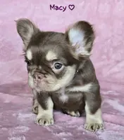 Macy fluffy pet, a female French Bulldog for sale in Carthage, MO – Photo 2 of 5
