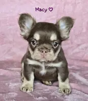 Macy fluffy pet, a female French Bulldog for sale in Carthage, MO – Photo 3 of 5