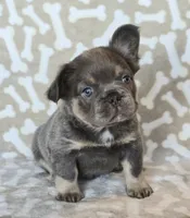 AKC Teddy fluffy, a male French Bulldog for sale in Carthage, MO – Photo 4 of 6