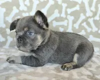 AKC Teddy fluffy, a male French Bulldog for sale in Carthage, MO – Photo 5 of 6