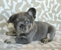 AKC Teddy fluffy, a male French Bulldog for sale in Carthage, MO – Photo 6 of 6