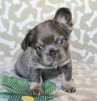 AKC Teddy fluffy, a male French Bulldog for sale in Carthage, MO – Photo 3 of 6