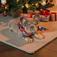 AKC Teddy fluffy, a male French Bulldog for sale in Carthage, MO – Photo 2 of 6