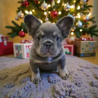 AKC Teddy fluffy, a male French Bulldog for sale in Carthage, MO – Photo 1 of 6