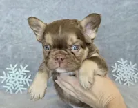 Hershey chocolate & tan fluffy, a male French Bulldog for sale in Carthage, MO – Photo 6 of 10