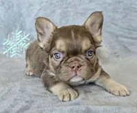 Hershey chocolate & tan fluffy, a male French Bulldog for sale in Carthage, MO – Photo 5 of 10