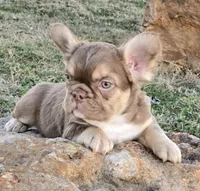 Hershey chocolate & tan fluffy, a male French Bulldog for sale in Carthage, MO – Photo 1 of 10