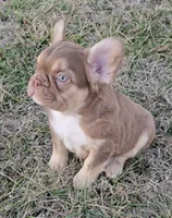 Hershey chocolate & tan fluffy, a male French Bulldog for sale in Carthage, MO – Photo 3 of 10