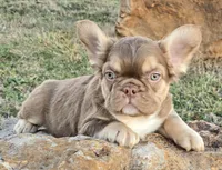 Hershey chocolate & tan fluffy, a male French Bulldog for sale in Carthage, MO – Photo 2 of 10